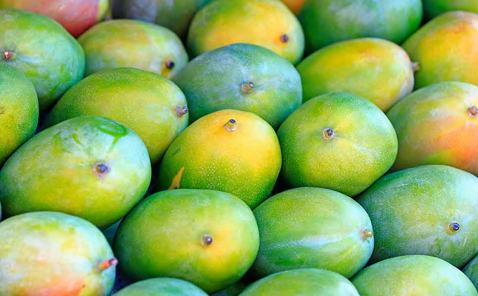 Mango cooling success brings repeat order - Cooling Post